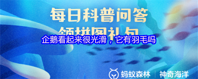 《支付宝》企鹅的光滑外表与羽毛的关系解析